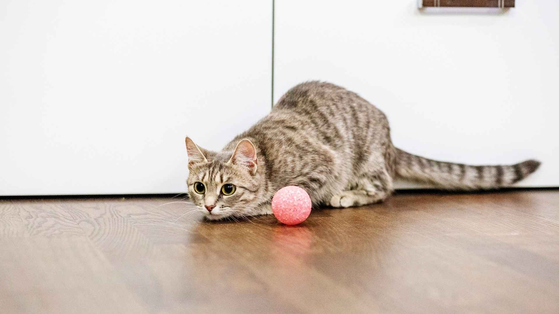 Gato con instinto de caza